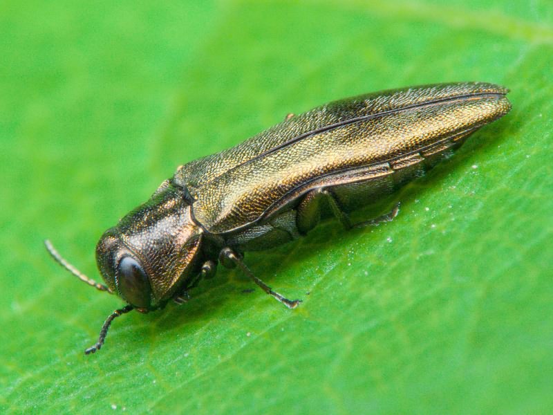 Agrilus derasofasciatus Boisduval & Lacordaire, 1835